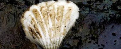 나이지리아: 쉘, 정부의 기름오염 정화 의지에 부응해야